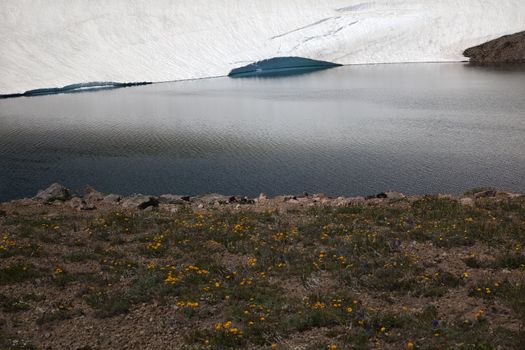 Yellow Wildflowers Frozen Lake Reflection Mount Rainier Sunrise  Snow Mountain Washington