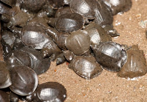 young tortoises in the jade emporer pagoda in vietnam