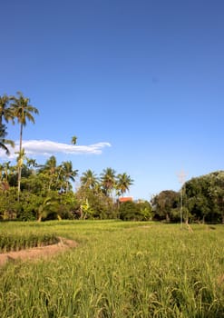 Green field and sky blue with white cloud