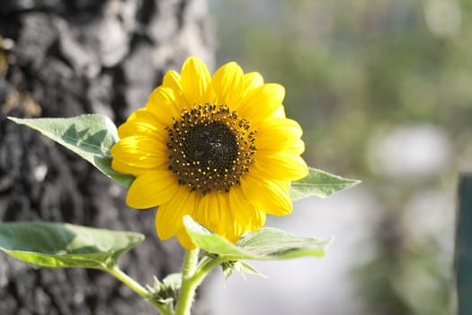 Bright yellow sunflower blossom flower nature grass.