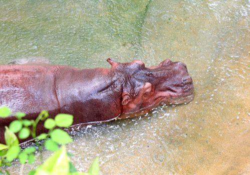 hippopotamus relax in water 