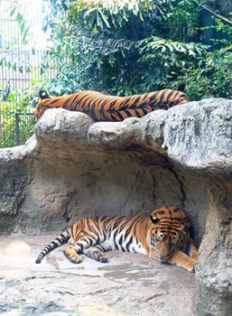 Two tigers sleep on a rock in zoo 