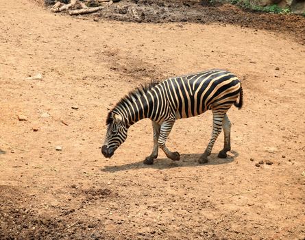 Young zebra in the zoo