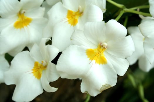 Colorful orchids close up image