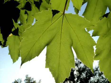 The general form of a green maple leaf