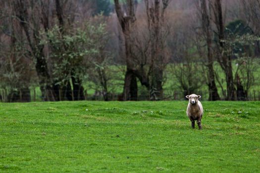 Sheep in pasture in New Zealand