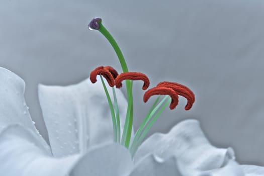 Lilly Flower, Close up view