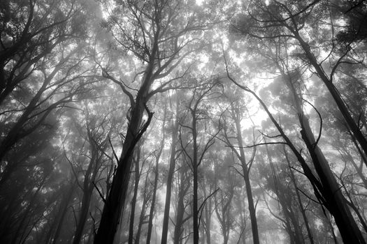 A Mystical View of Forrest Tree Tops in Monochrome