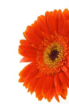 Red gerbera flower closeup with water droplets on white background