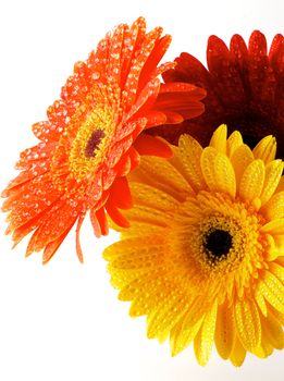 Red, Orange and Yellow gerbera flowers with water droplets closeup on white background