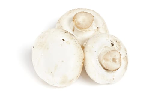 Three Big Perfect White Champignon Mushroom isolated on white background