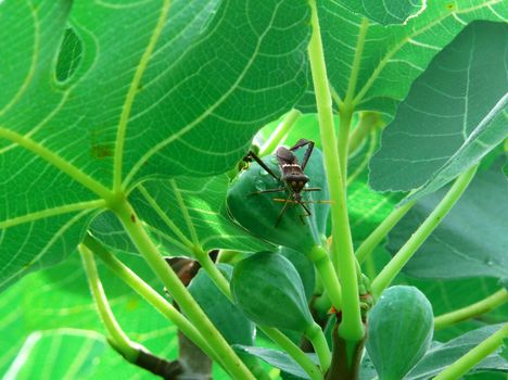 A black bug on a fig growing on the vine.