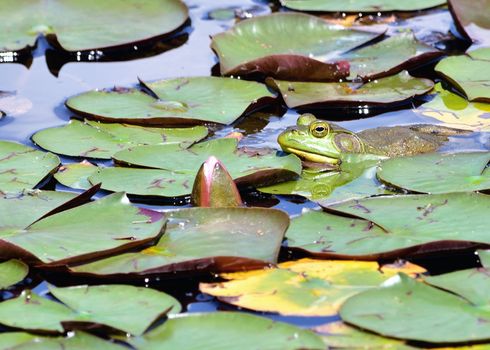 Bullfrog sitting in the water in a pond next to  lilly pads.