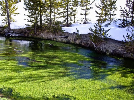 Grass grows in river in Yellowstone Park, Wyoming USA