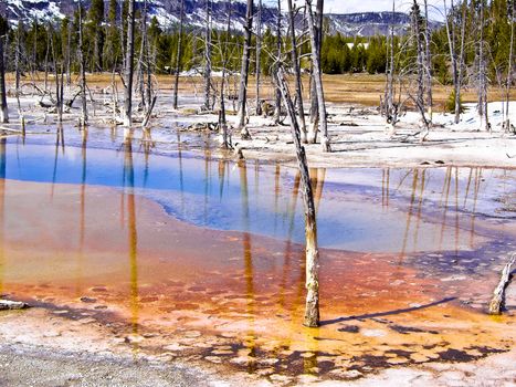 Trees die in acidic thermal pools in Yellowstone Park