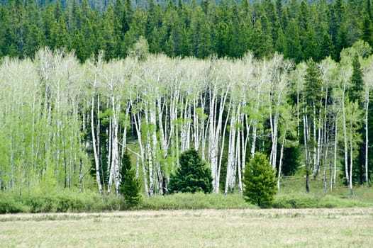 Summer aspens are light green in Teton National Park