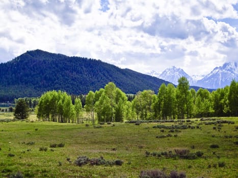 Vibrant green meadow at base of snowy Teton Mountains, USA