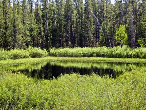 Lush green flora reflects in pond Grand Teton National Park, USA