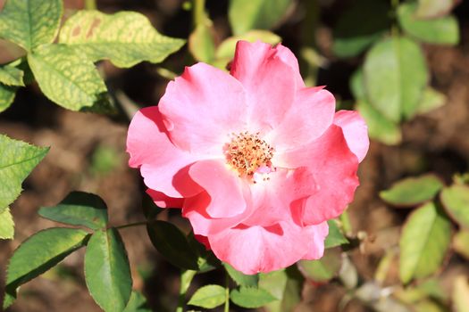 Roses in garden