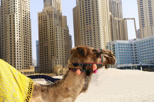 Camel in the famous Dubaî modern city, United Arab Emirates