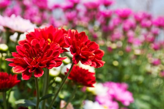 Colorful Red chrysanthemum  flowers in garden