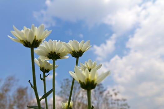 White chrysanthemum  flowers in garden