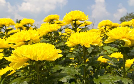 Colorful  yellow chrysanthemum  flowers in garden