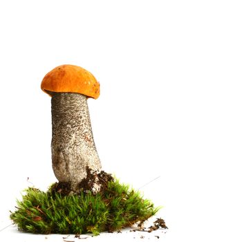 isolated mushroom on white background