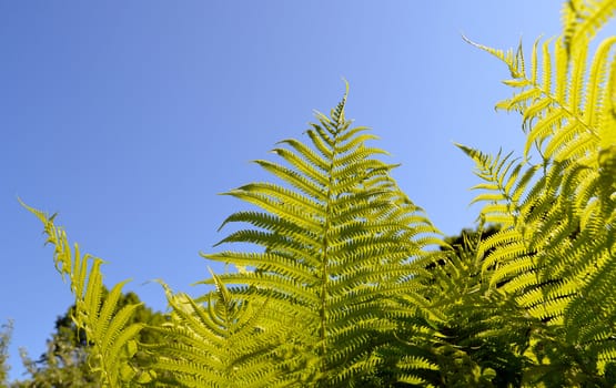 Fern verdant twigs leaves on background of blue sky.