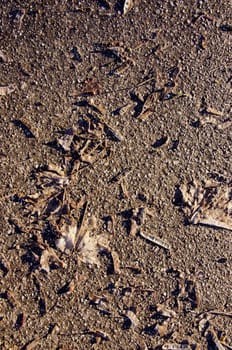 Closeup of maple leaves and seeds on asphalt sunlight backdrop ??background