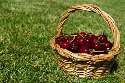 fresh portuguese cherries in a wicker basted (focus on the foreground, grass background)