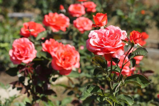 beautiful bush of red roses