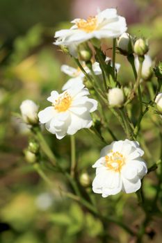 Roses in garden