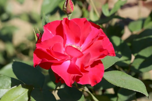 Roses in garden