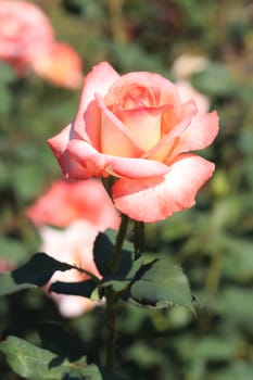 Roses on a bush in a garden. Shallow DOF