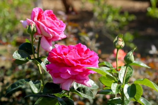 Roses in garden