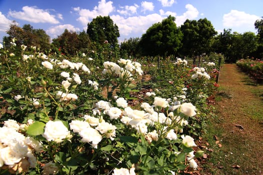 White roses - Alba,against blue sky.