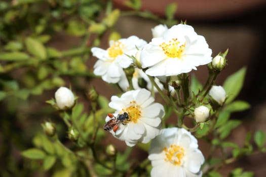 Roses in garden