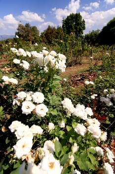 White roses - Alba,against blue sky.