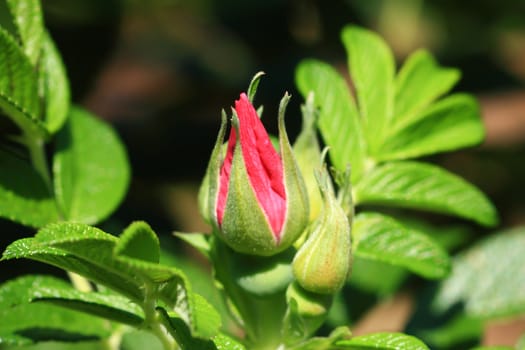 Roses in garden