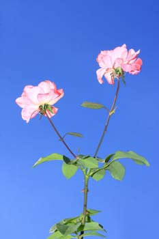 Roses in garden