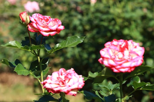 Roses in garden