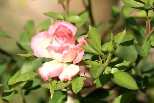 Roses in garden