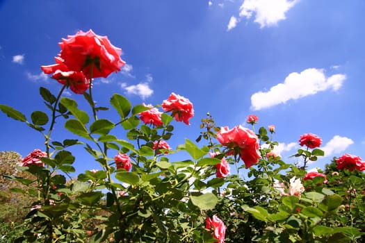 Roses in garden