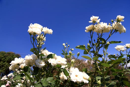 White roses - Alba,against blue sky.