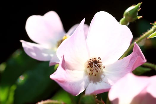 Roses in garden