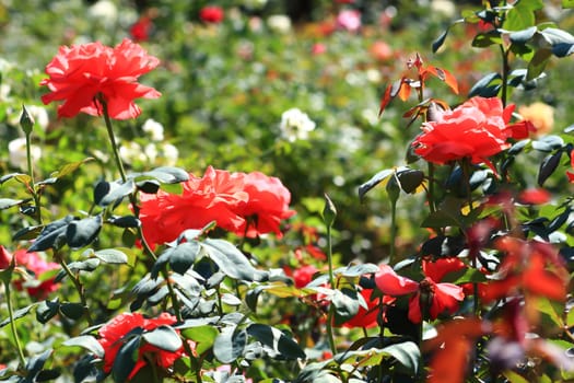 beautiful bush of red roses