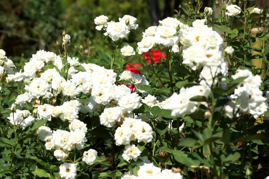 White roses - Alba,against blue sky.
