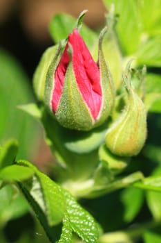 Roses in garden