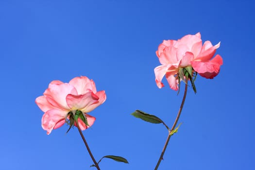 Roses in garden